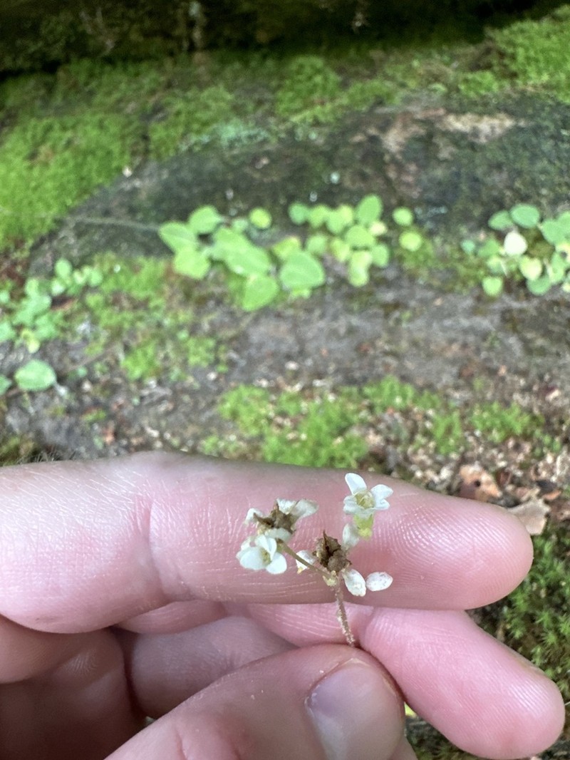 Palmer's Saxifrage photo 4