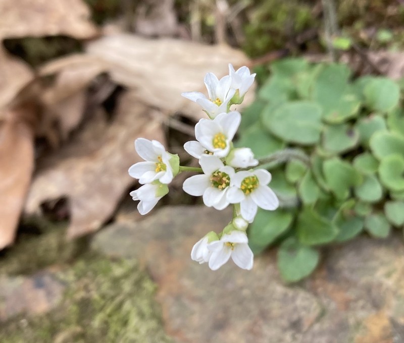 Palmer's Saxifrage photo 5