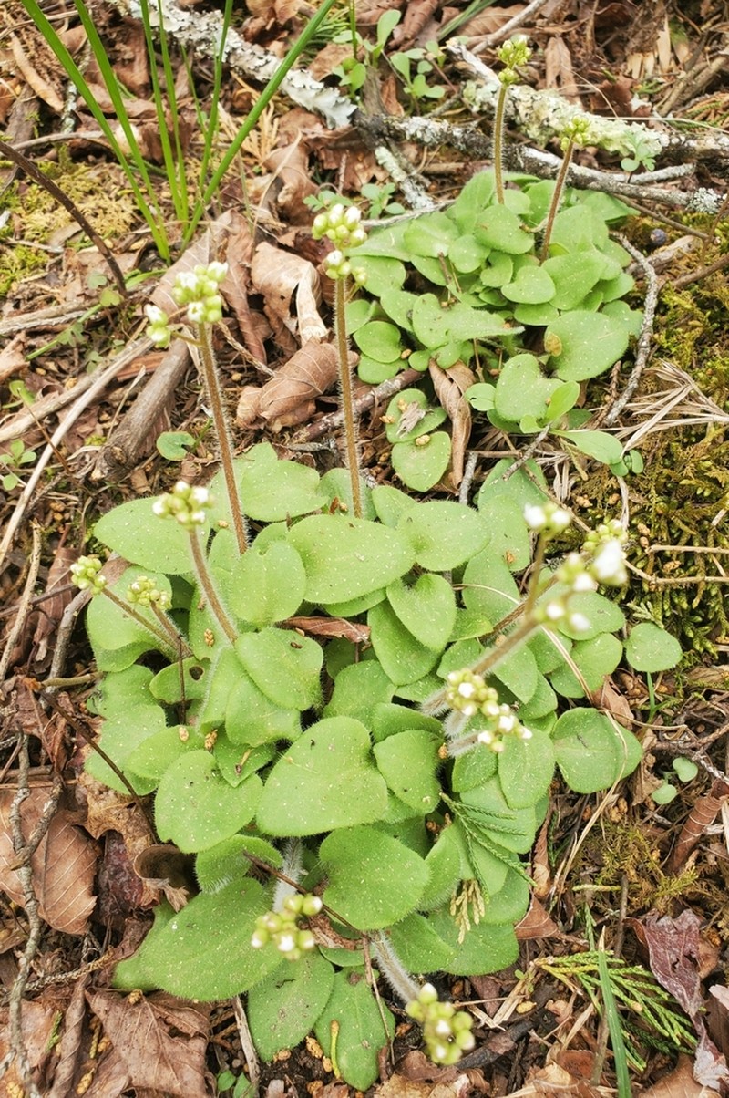 Palmer's Saxifrage photo 6