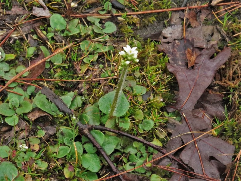 Palmer's Saxifrage photo 7