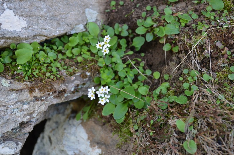 Palmer's Saxifrage photo 8