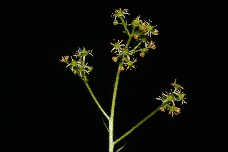 Eastern Swamp Saxifrage