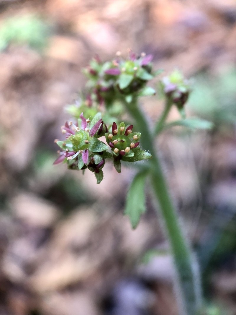Eastern Swamp Saxifrage