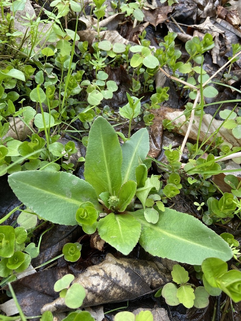Eastern Swamp Saxifrage photo 3