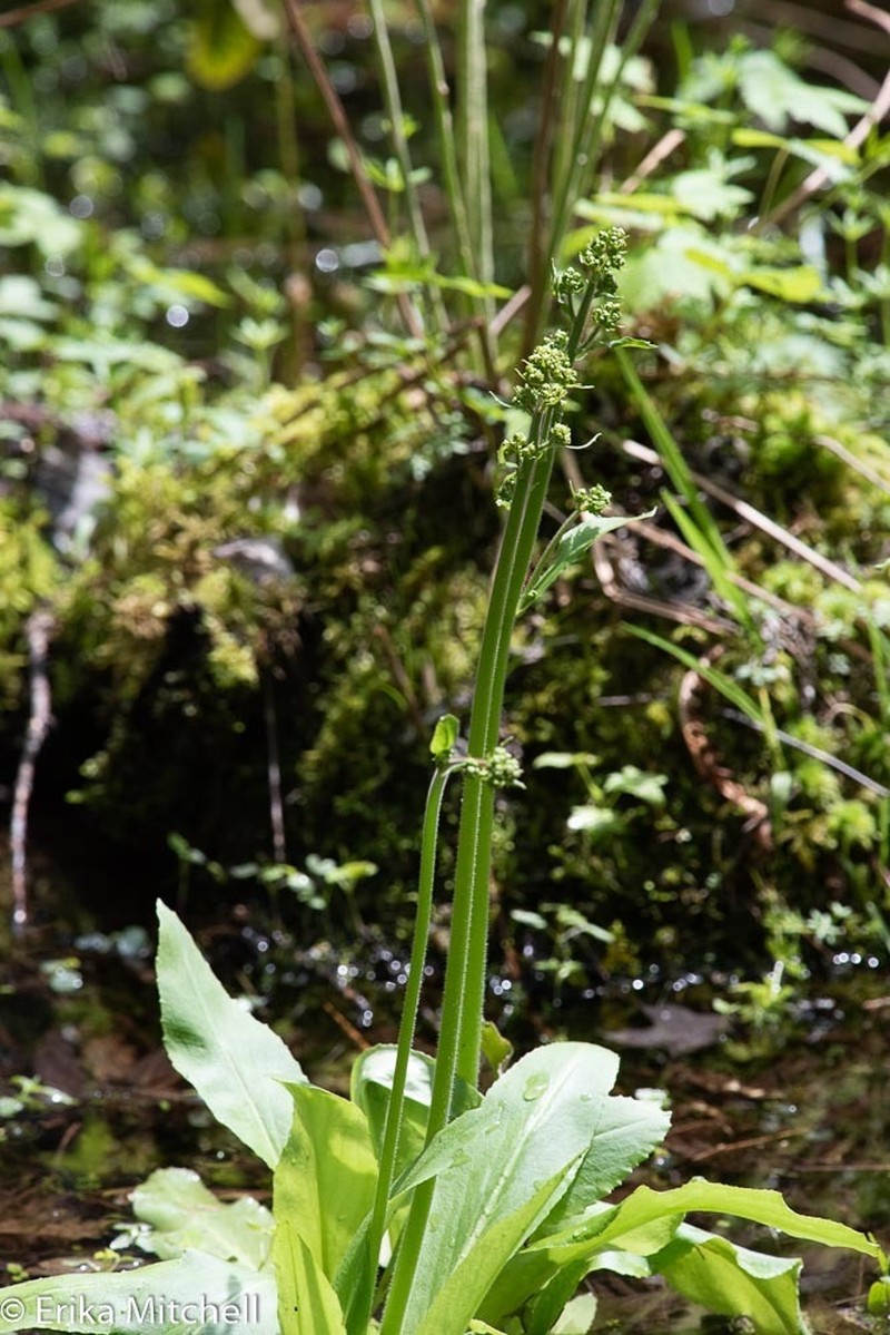 Eastern Swamp Saxifrage photo 4