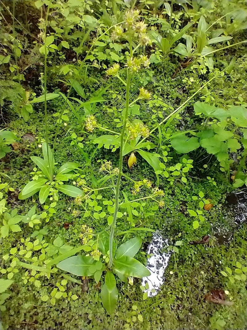 Eastern Swamp Saxifrage photo 6