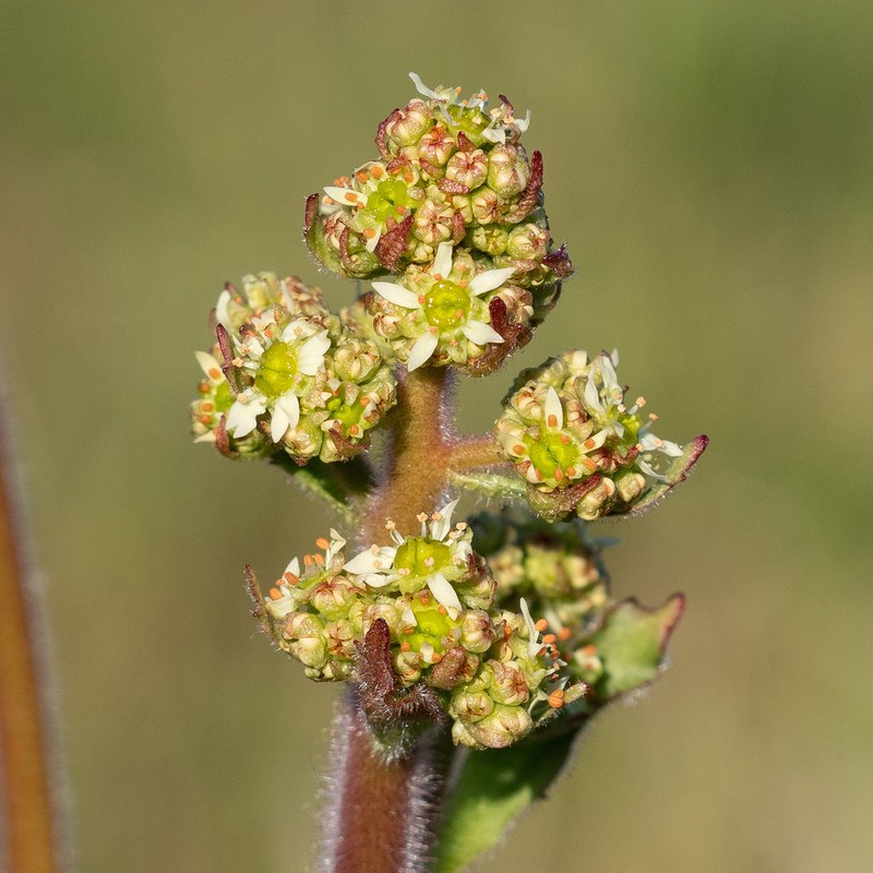 Eastern Swamp Saxifrage photo 7