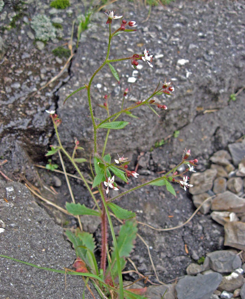 Micranthes petiolaris