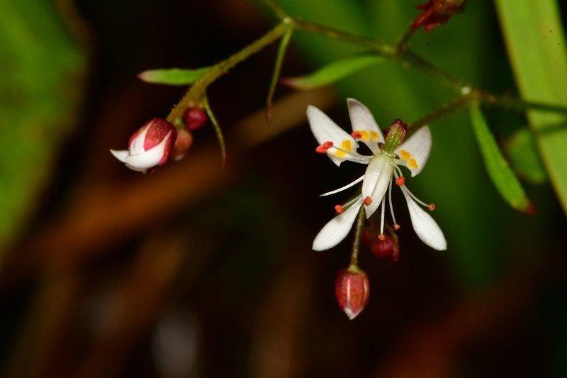Micranthes petiolaris photo 2