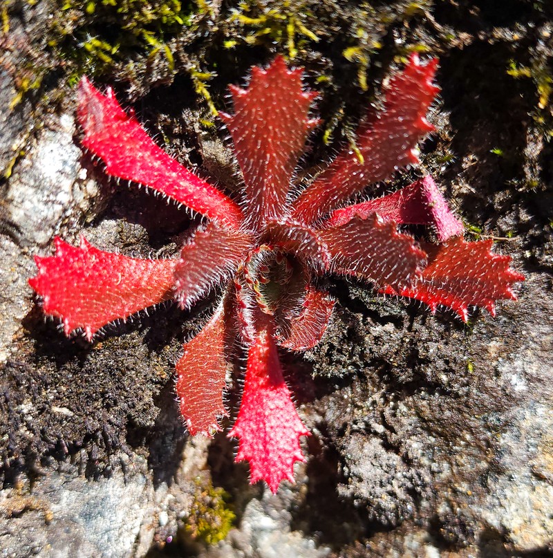 Micranthes petiolaris photo 3