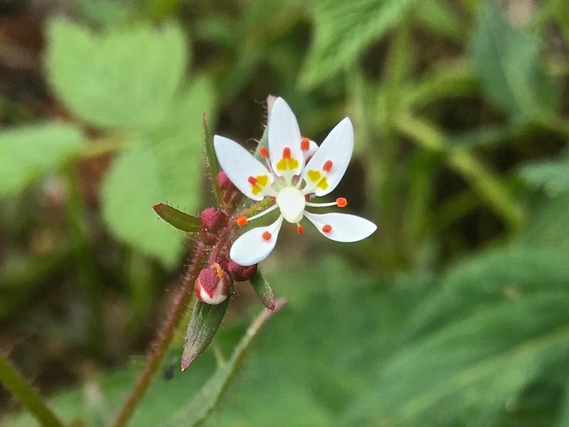 Micranthes petiolaris photo 4