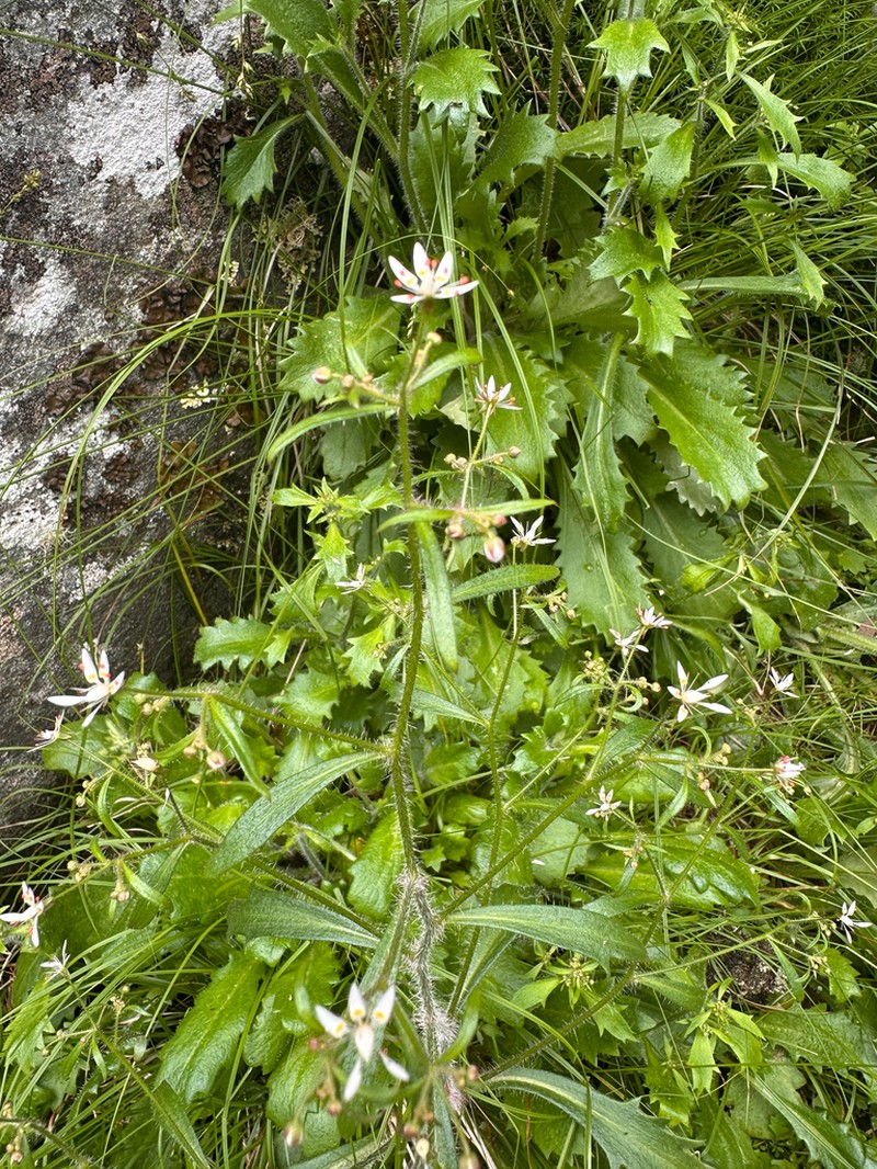 Micranthes petiolaris photo 6