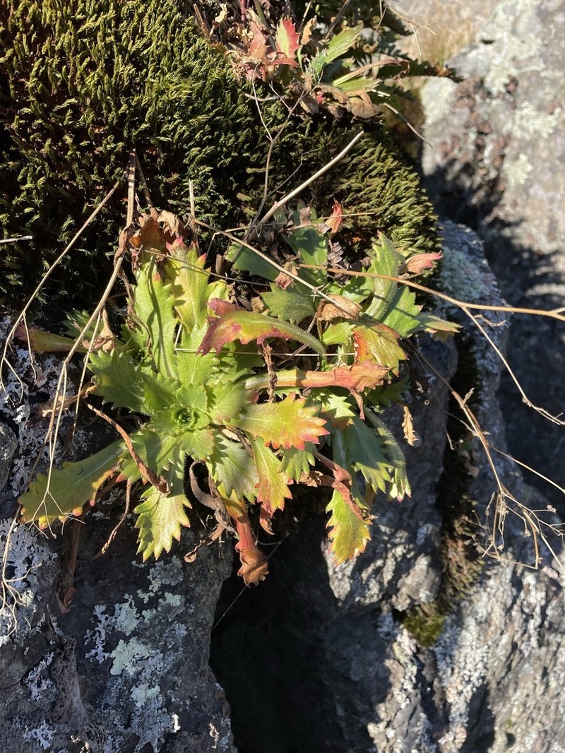 Micranthes petiolaris photo 7