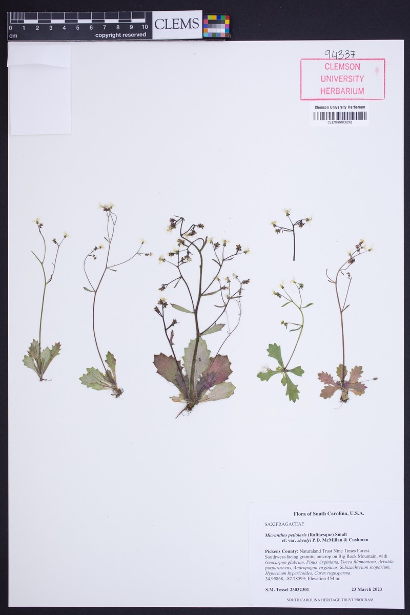 Micranthes petiolaris var. shealyi