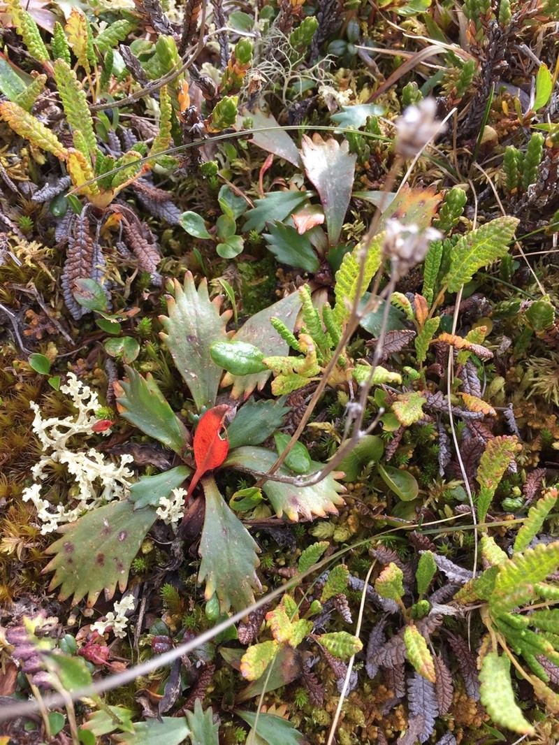 Alaska Saxifrage