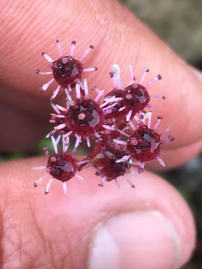 Alaska Saxifrage photo 2