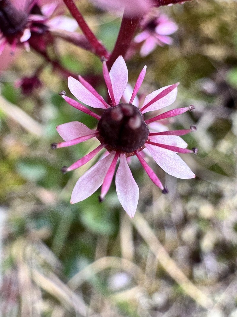 Alaska Saxifrage photo 3