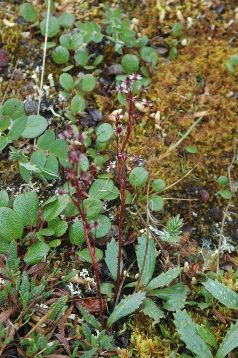 Alaska Saxifrage photo 4