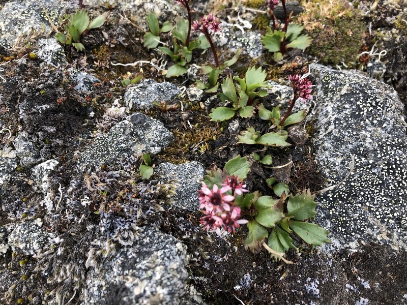 Alaska Saxifrage photo 5