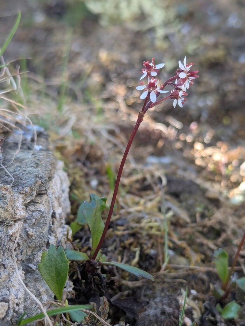 Alaska Saxifrage photo 6