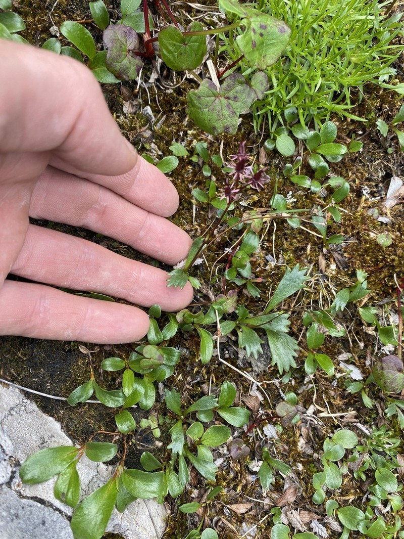 Alaska Saxifrage photo 7
