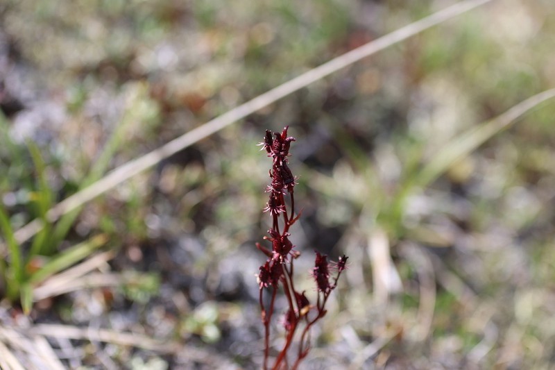 Alaska Saxifrage photo 8