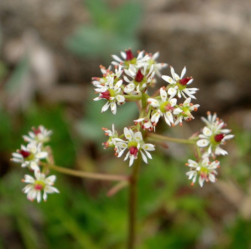 Reflexed Saxifrage