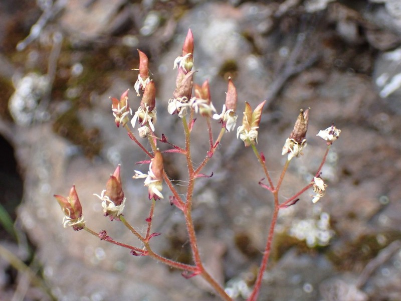 Reflexed Saxifrage photo 2