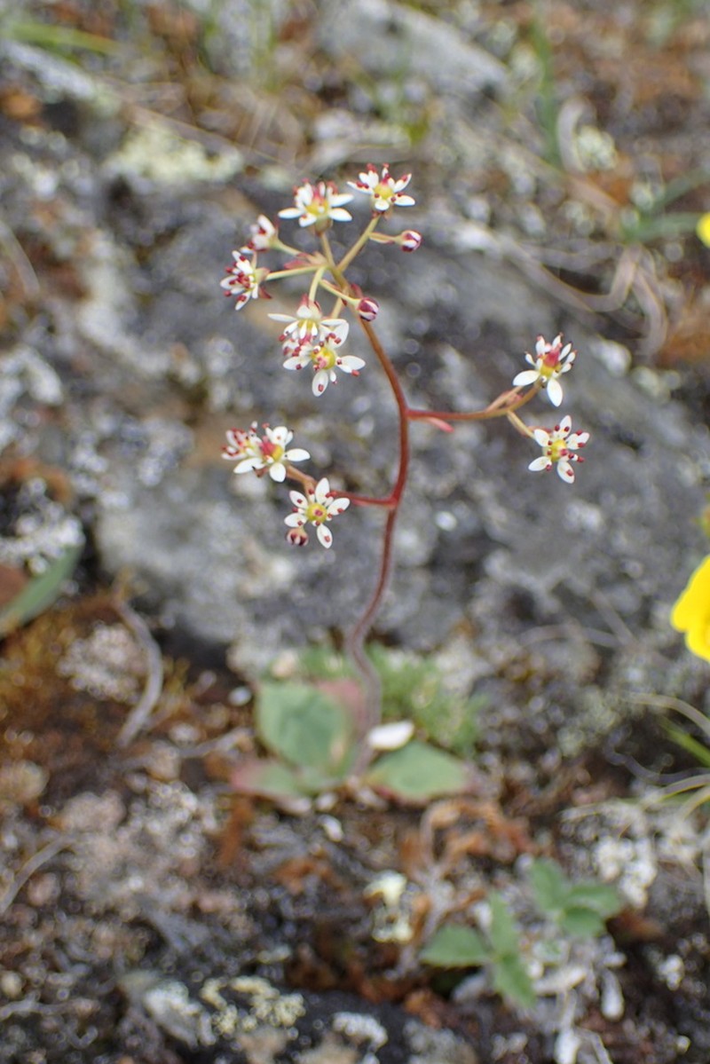 Reflexed Saxifrage photo 3