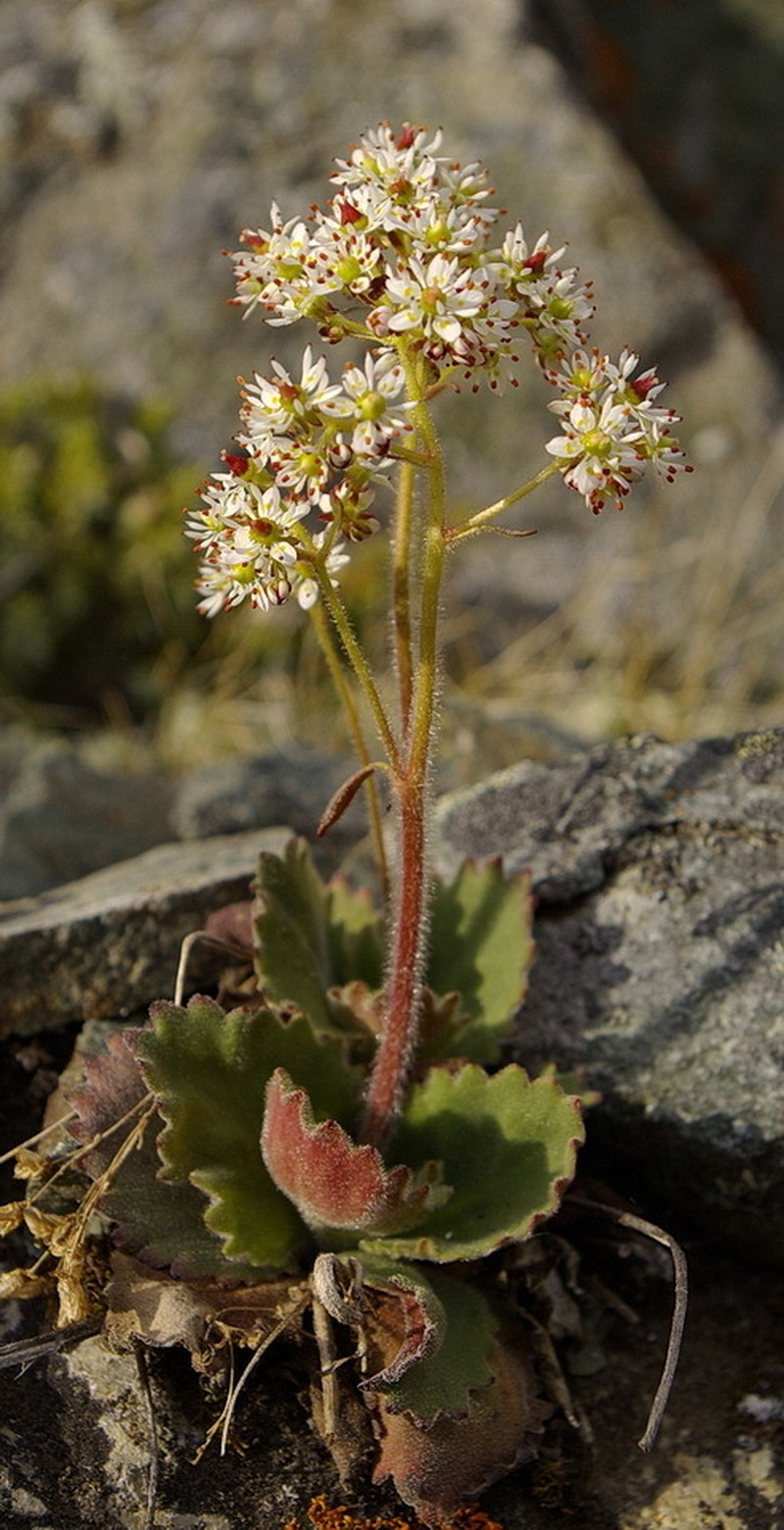 Reflexed Saxifrage photo 4