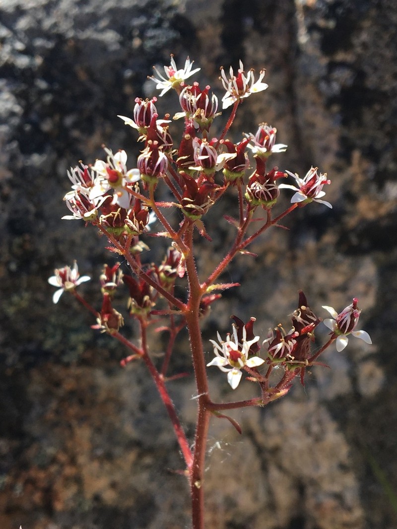Reflexed Saxifrage photo 6