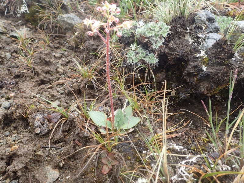 Reflexed Saxifrage photo 7