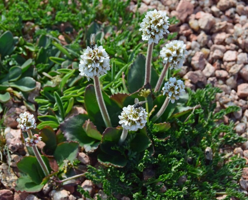 Diamondleaf Saxifrage