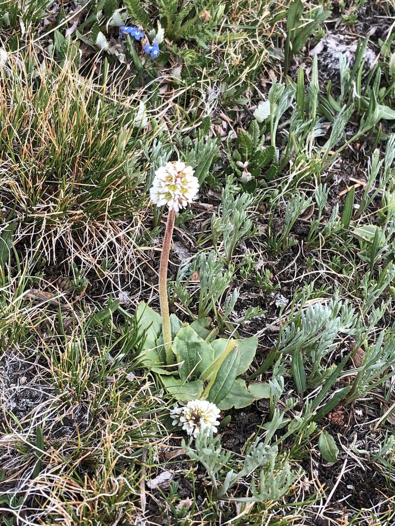 Diamondleaf Saxifrage photo 2