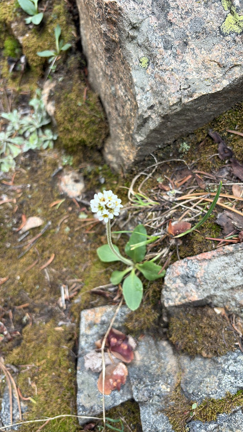 Diamondleaf Saxifrage photo 3