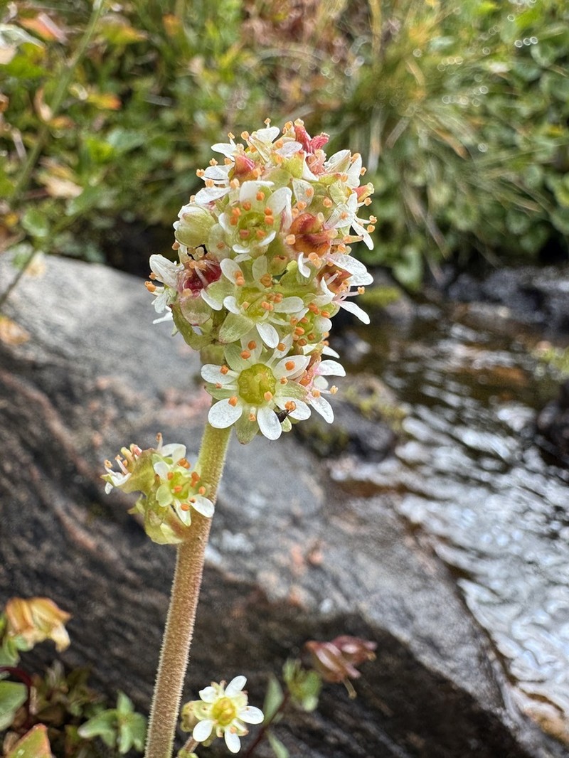 Diamondleaf Saxifrage photo 4