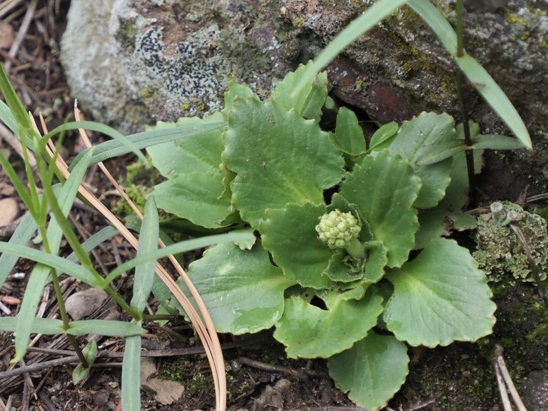 Diamondleaf Saxifrage photo 5