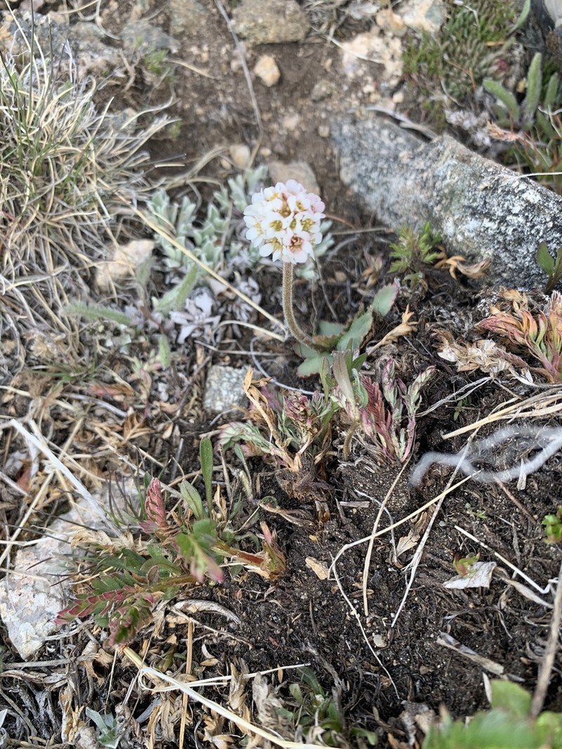 Diamondleaf Saxifrage photo 6