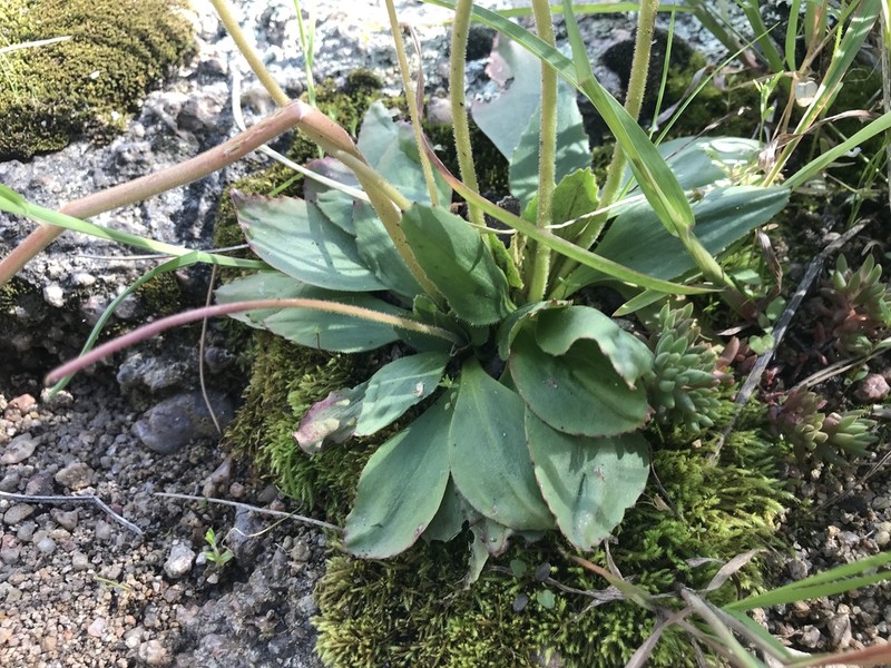 Diamondleaf Saxifrage photo 7