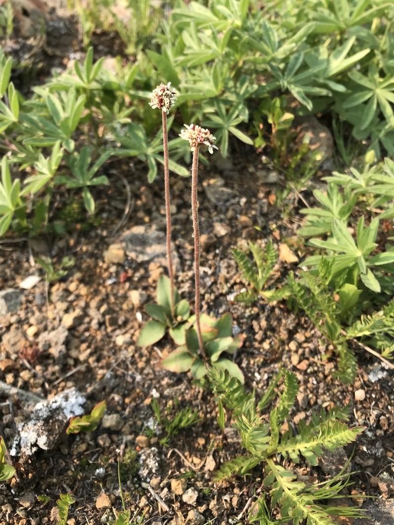 Diamondleaf Saxifrage photo 8
