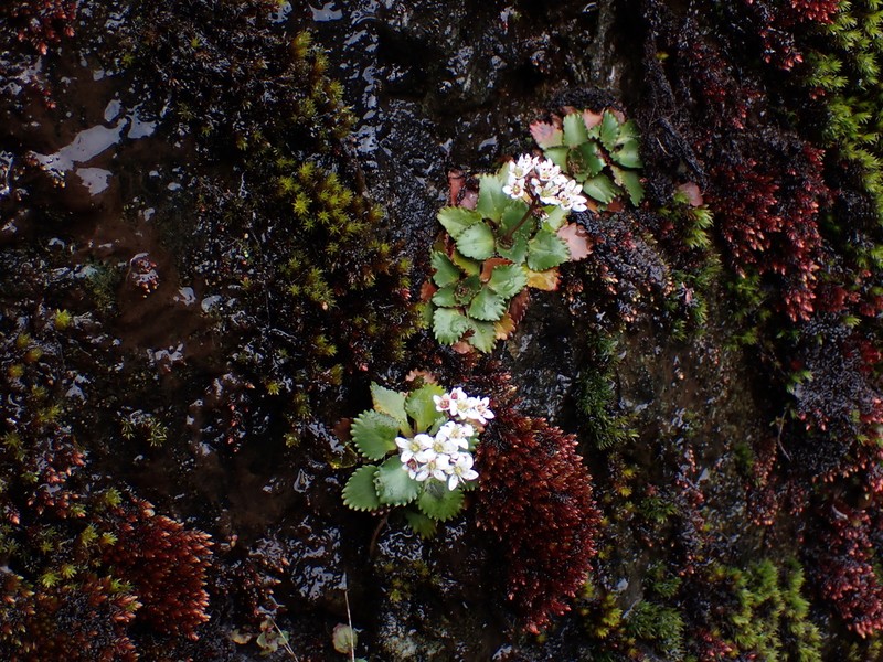 Rustyhair Saxifrage photo 3