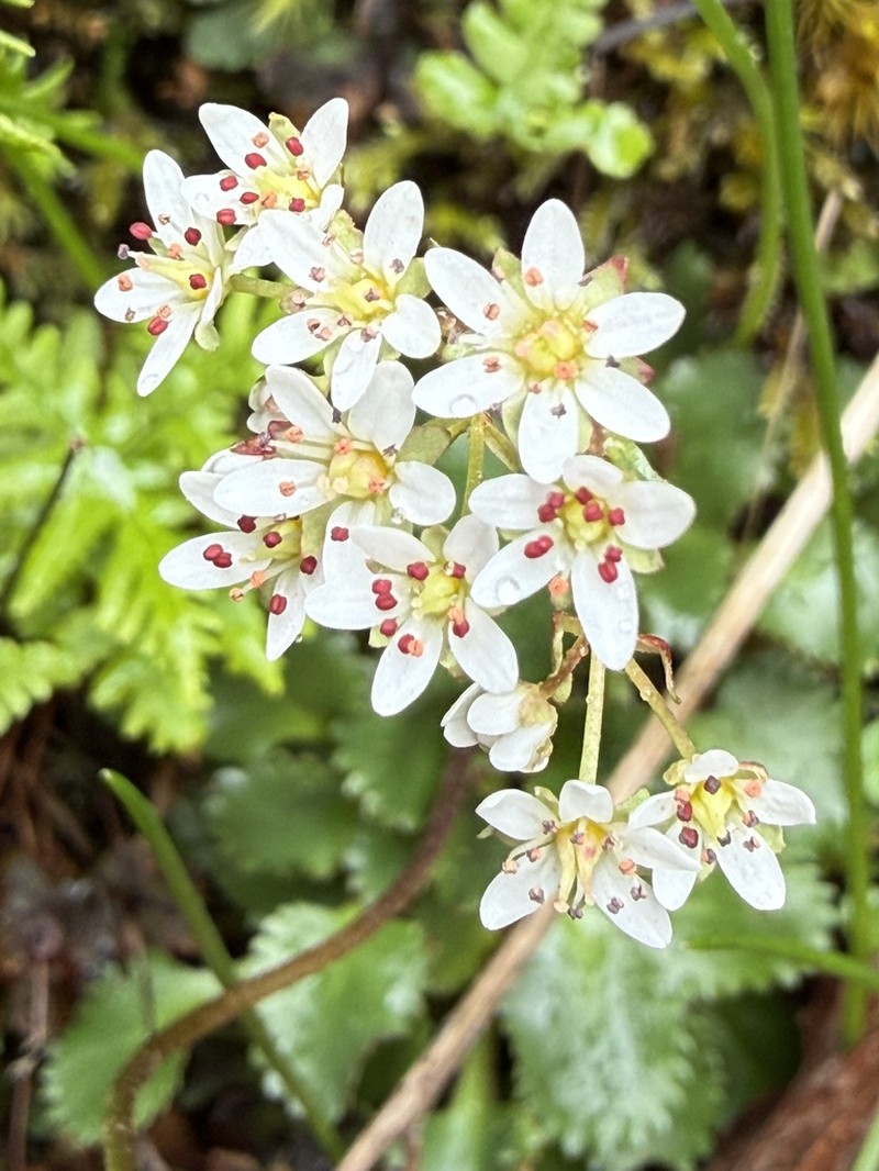 Rustyhair Saxifrage photo 4