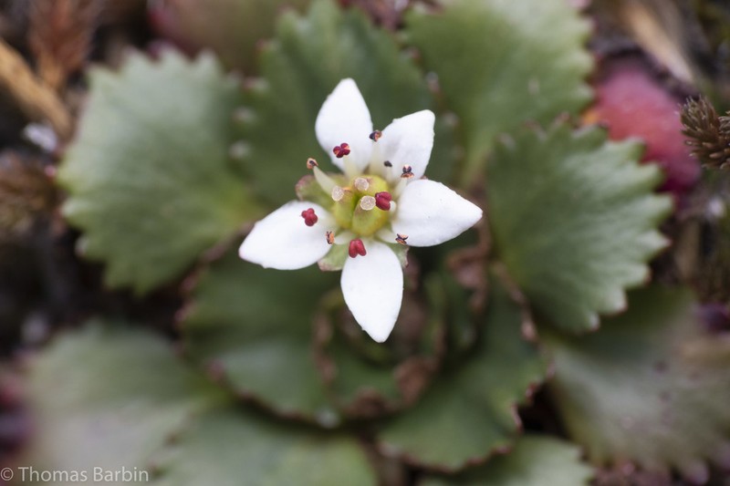 Rustyhair Saxifrage photo 5