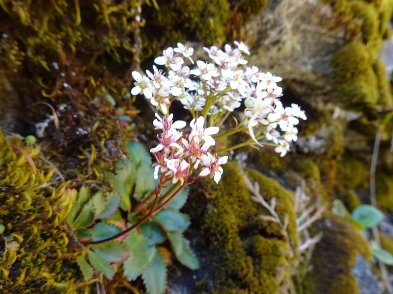 Rustyhair Saxifrage photo 6