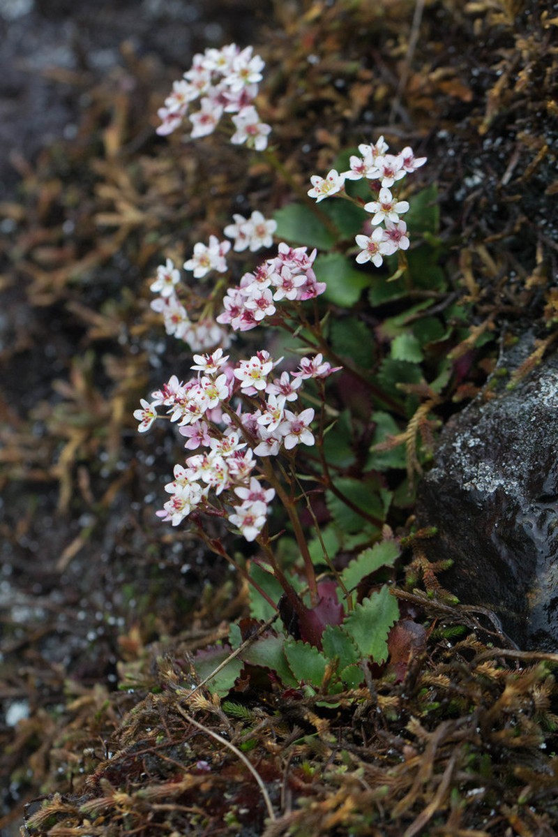 Rustyhair Saxifrage photo 7