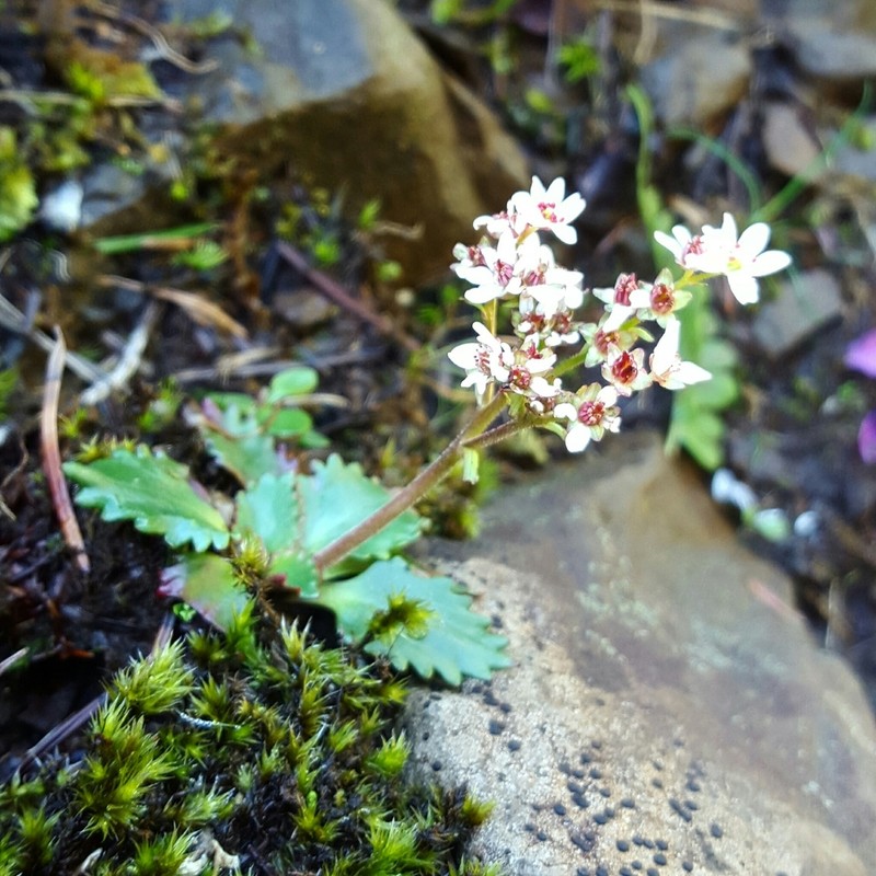 Rustyhair Saxifrage photo 8