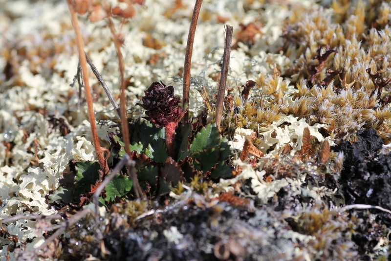 Redhair Saxifrage