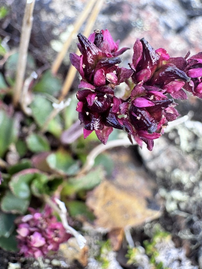 Redhair Saxifrage photo 2