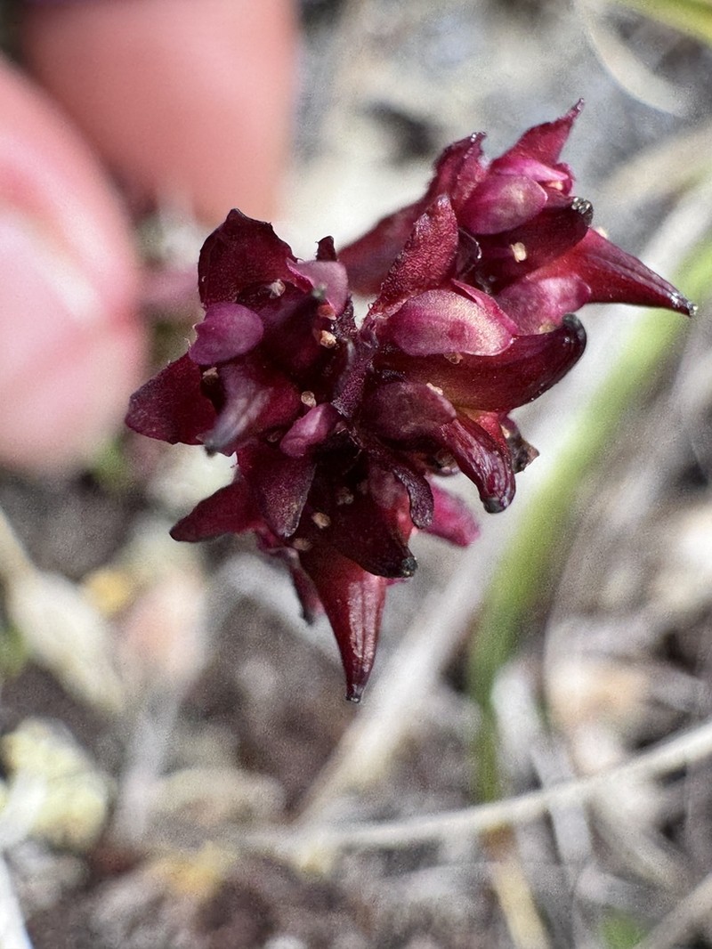 Redhair Saxifrage photo 3