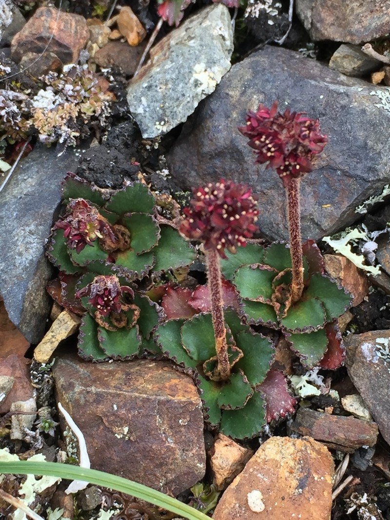 Redhair Saxifrage photo 4